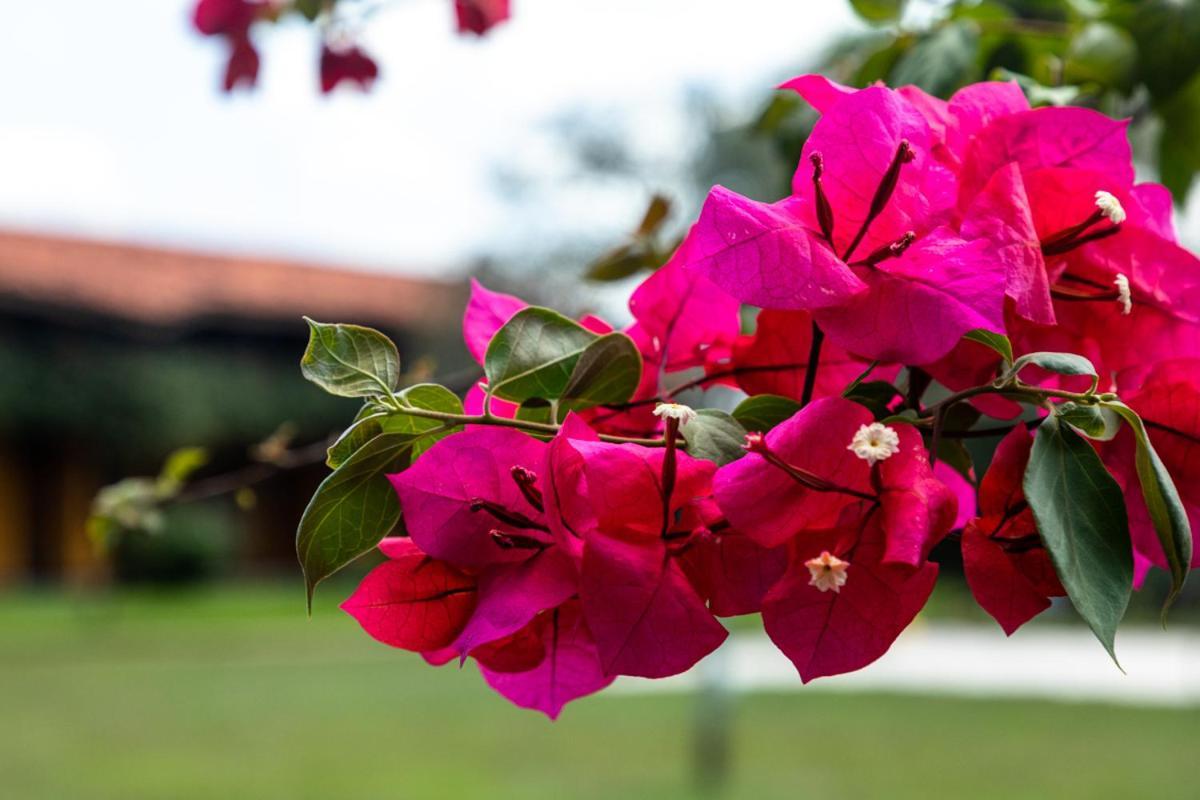 Fazenda Hotel Candeal Conceicao de Jacuipe 외부 사진